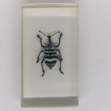 Blue weevil real for sale  EASTLEIGH
