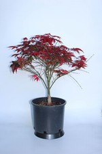 Dwarf japanese red for sale  Lakewood