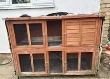 5ft guinea pig for sale  HITCHIN