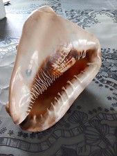Tolle muschel sammlung gebraucht kaufen  Oldenburg (Oldenburg)