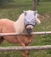 Fliegenmaske minishetty gebraucht kaufen  Markdorf
