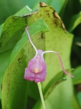 Rare porroglossum amethystinum for sale  HALSTEAD