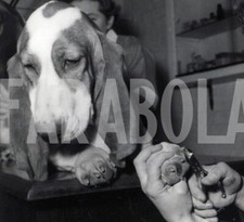 cuccioli basset hound usato cuccioli basset hound usato Roma
