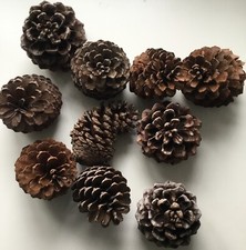 Medium sized pine for sale  DERBY