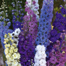 Delphinium pacific giants for sale  UK