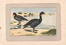 Anatra oca colombaccio usato  Lecco