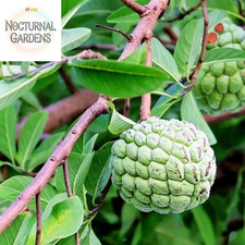 Annona squamosa sugar for sale  Denver