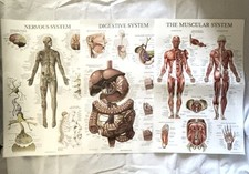 Human body anatomy for sale  Arlington