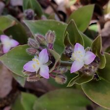 Tradescantia blossfeldiana pia usato  Italia