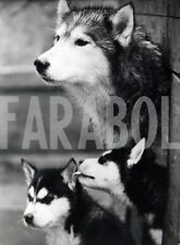 Vintage animali husky usato  Roma