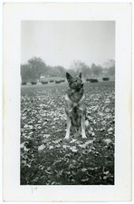 Foto antiga vintage em preto e branco de pastor alemão tipo cachorro animal fofo animal de estimação 27 comprar usado  Enviando para Brazil
