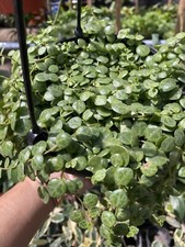 Live string turtles for sale  Garden Grove