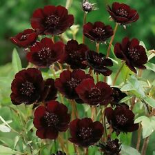 200 chocolate cosmos for sale  Spring City