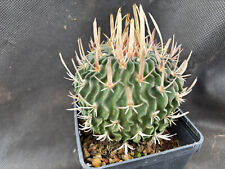 Echinofossulocactus tulensis c usato  Massafra