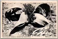 Postcard welwitschia mirabilis for sale  Shipping to United Kingdom