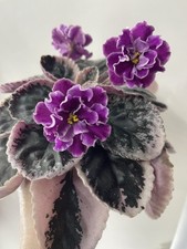 African violet freshly for sale  PETERBOROUGH