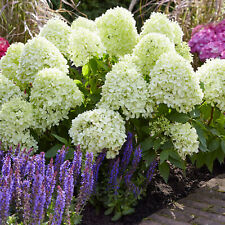 Hydrangea little spooky for sale  UK