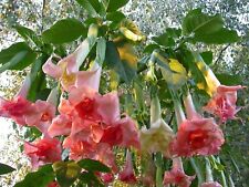 Perfektion angel trumpet for sale  Ravensdale