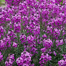 Erysimum bowles mauve for sale  UK