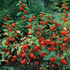Chinese lantern seeds for sale  CORBY