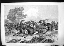 Antique old print for sale  UK