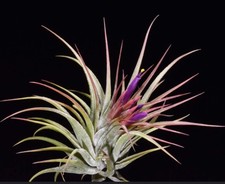 Tillandsia scaposa pianta usato  Napoli