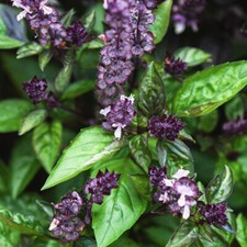 Spicy basil seeds for sale Spicy basil seeds for sale  WARRINGTON