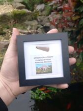 Fossil spinosaur tooth for sale  WREXHAM