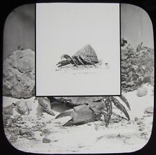 Glass magic lantern for sale  HAYLE