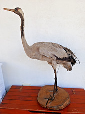 Uccello gru tassidermia usato  Valenzano