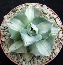 Agave isthmensis ohi for sale  EASTBOURNE