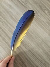 Blau gelb vogelfeder gebraucht kaufen  Haarbach