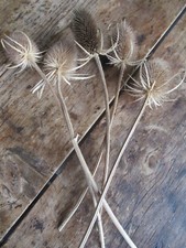 Large english dried for sale  HEREFORD