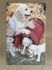 Postcard dogs cocker for sale  Clarendon Hills