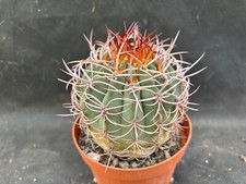 Denmoza rodacantha cactus usato  Massafra