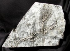 Large crinoid fossil for sale  Lancaster