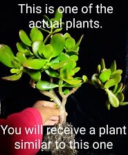 Crassula ovata jade for sale  Fallbrook