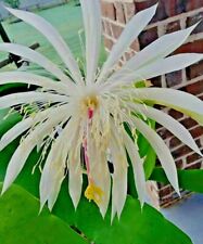 Night blooming cereus for sale  Houston