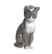 Gatto bianco grigio usato  Pisa