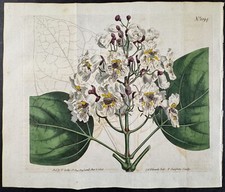 Curtis common catalpa. d'occasion  Expédié en Belgium