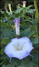 angel trumpet for sale  HULL