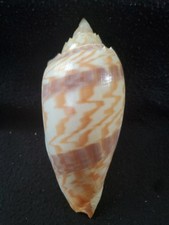 collection sea shell for sale collection sea shell for sale Raleigh