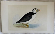 Morris puffin pulcinella usato  Foligno