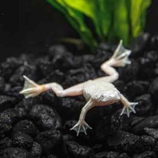 african dwarf frog for sale african dwarf frog for sale Haslet