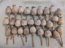 Dried pods floral for sale  Mckinney
