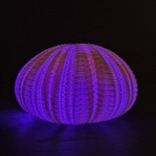 Large purple tone for sale  Los Angeles