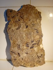Ancien grand fossile d'occasion  Tours-