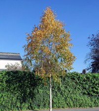 Betula ermanii cream for sale  KING'S LYNN