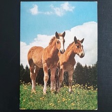 Pferdepostkarte pferd popp gebraucht kaufen  Beeskow