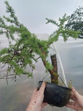 Larch yamadori bonsai for sale  BALLYCLARE